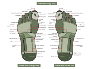 Reflexology Explained. Reflexology foot map