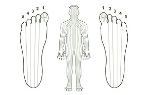 Reflexology Explained. Longitudinal zones